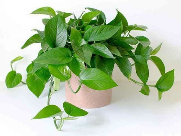 4 loại cây "nhả oxy ban đêm" nhà nào cũng nên có: Đặt đúng vị trí, tăng vượng khí, làm gì cũng thuận- Ảnh 1. 4 loại cây "nhả oxy ban đêm" nhà nào cũng nên có: Đặt đúng vị trí, tăng vượng khí, làm gì cũng thuận- Ảnh 1.