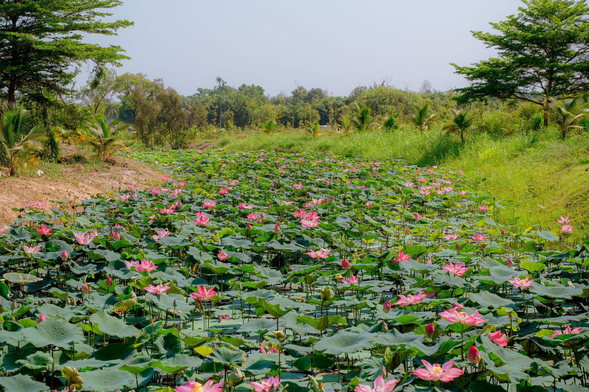 Tự tay h&aacute;i tr&aacute;i giữa kh&ocirc;ng gian xanh &ndash; Điểm hẹn thư gi&atilde;n cho cả gia đ&igrave;nh- Ảnh 2.