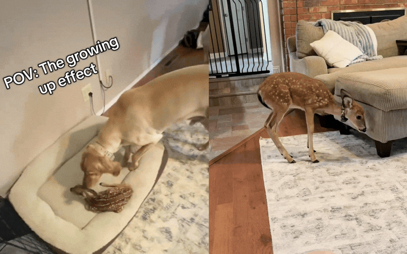 Một c&ocirc; ch&oacute; "nhận nu&ocirc;i" nai con bị bỏ rơi, c&aacute;i kết sau v&agrave;i năm khiến triệu người tan chảy- Ảnh 1.