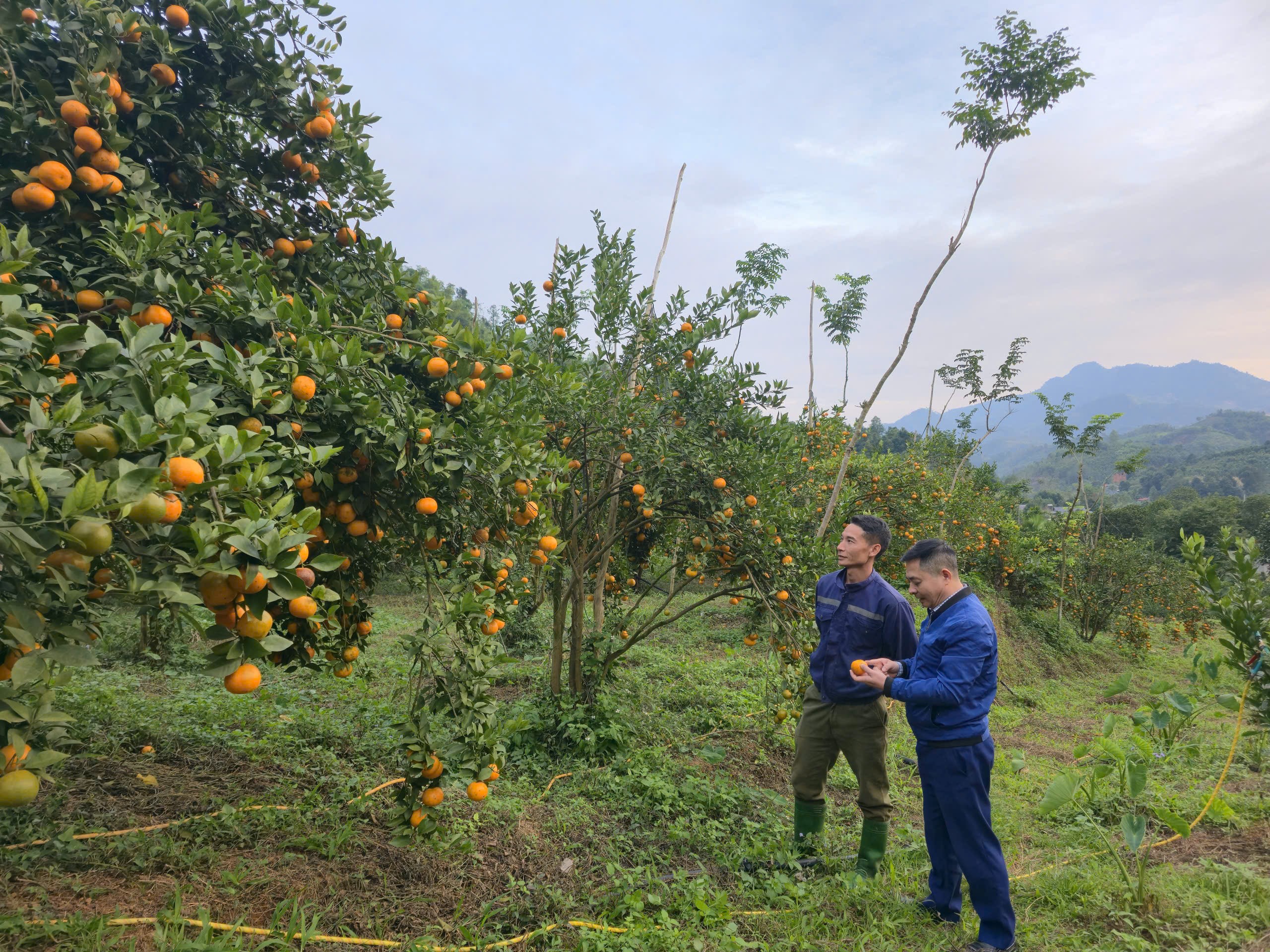 Chuyện trai đồng rừng ti&ecirc;n phong trồng giống cam, qu&yacute;t &ldquo;lạ&rdquo;- Ảnh 1.