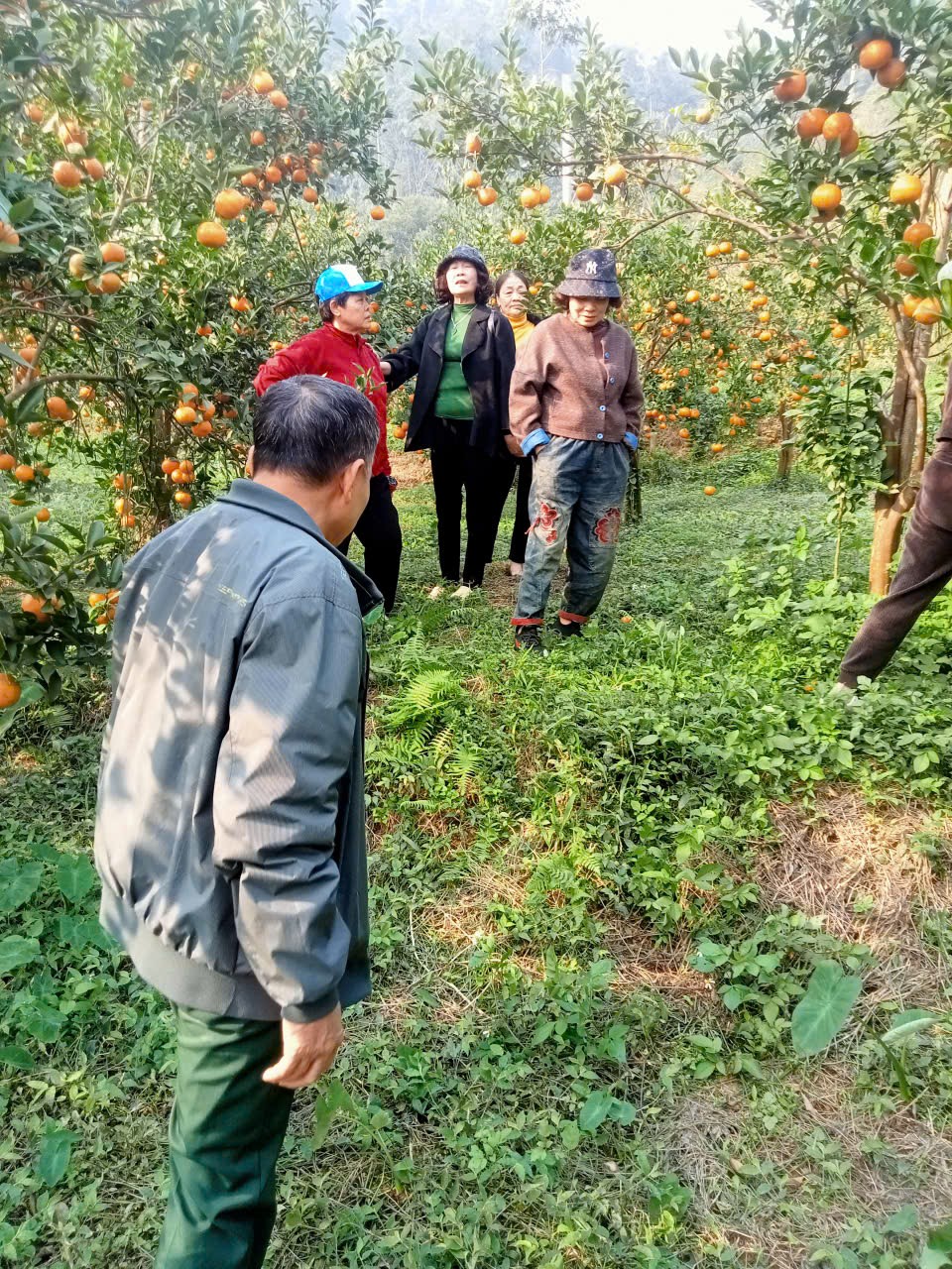 Chuyện trai đồng rừng ti&ecirc;n phong trồng giống cam, qu&yacute;t &ldquo;lạ&rdquo;- Ảnh 2.