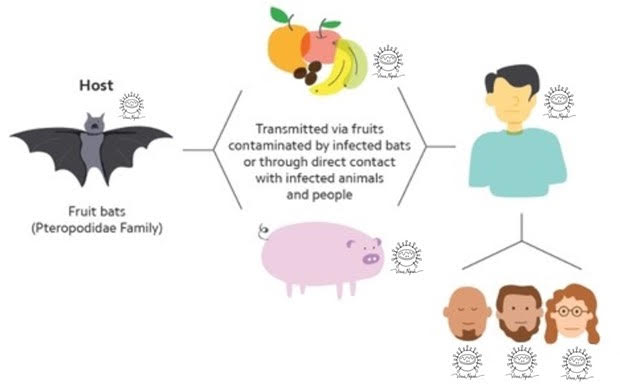 TP. Hồ Ch&iacute; Minh tăng cường ph&ograve;ng, chống nguy cơ x&acirc;m nhập vius Nipah: Chủ động, quyết liệt v&agrave; kh&ocirc;ng chủ quan- Ảnh 2.