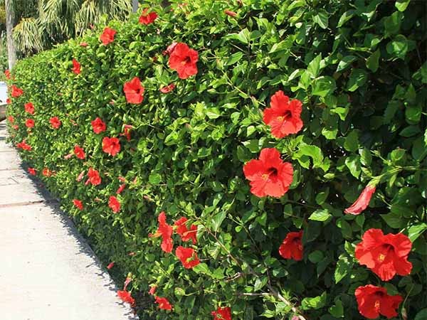 5 c&acirc;y gọi rắn v&agrave;o nh&agrave;- Ảnh 4.