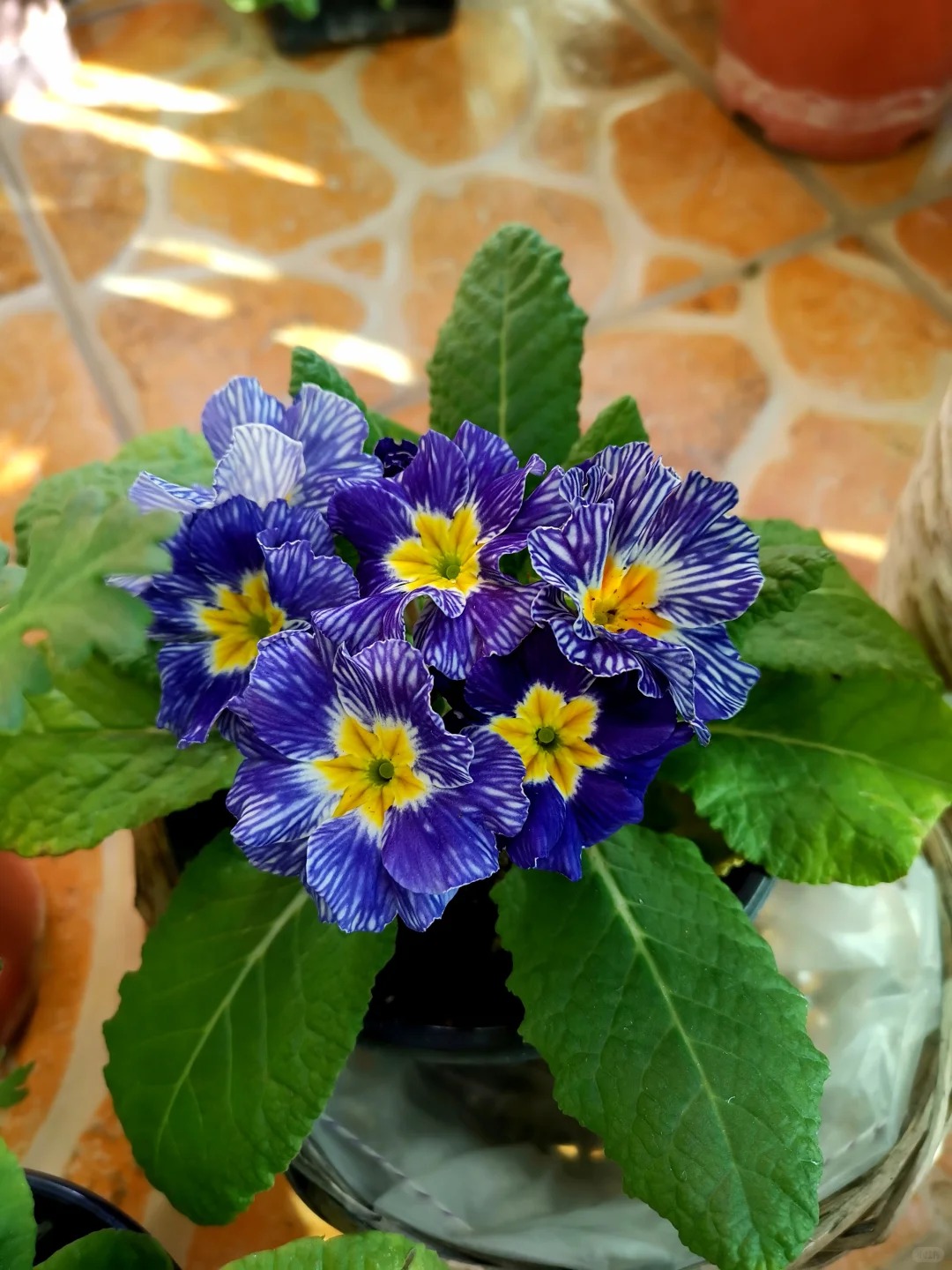 "Cực phẩm" chưng Tết lạ mắt với vẻ đẹp ma mị, nh&igrave;n qua tưởng hoa giả m&agrave; lại thơm ng&aacute;t hương xu&acirc;n- Ảnh 15.