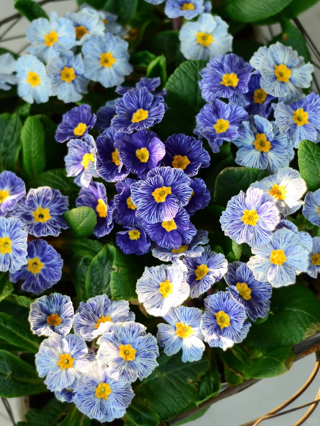 "Cực phẩm" chưng Tết lạ mắt với vẻ đẹp ma mị, nh&igrave;n qua tưởng hoa giả m&agrave; lại thơm ng&aacute;t hương xu&acirc;n- Ảnh 3.