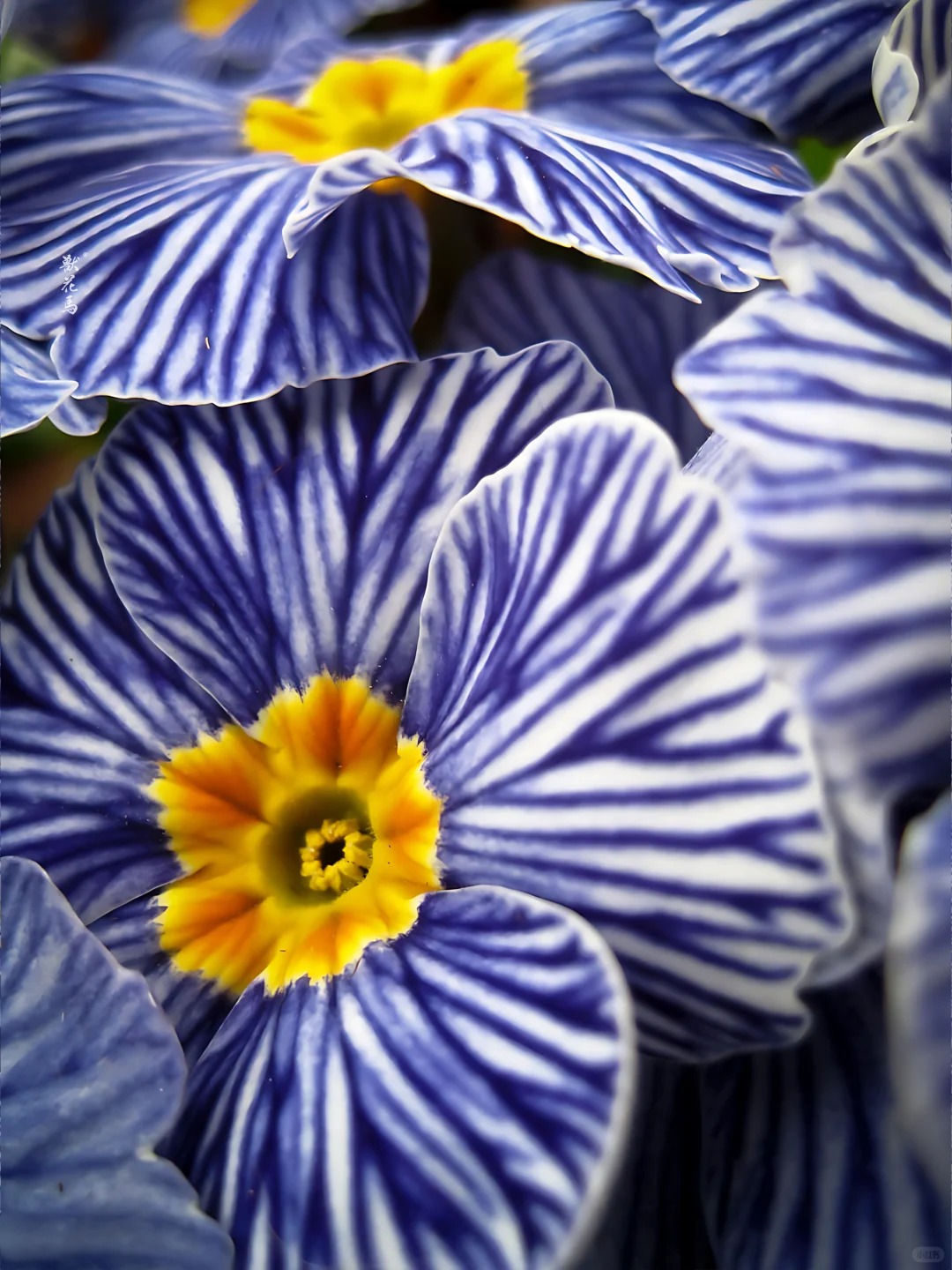 "Cực phẩm" chưng Tết lạ mắt với vẻ đẹp ma mị, nh&igrave;n qua tưởng hoa giả m&agrave; lại thơm ng&aacute;t hương xu&acirc;n- Ảnh 6.