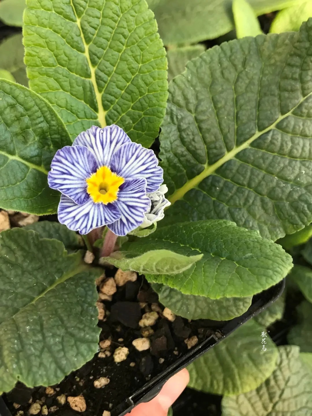 "Cực phẩm" chưng Tết lạ mắt với vẻ đẹp ma mị, nh&igrave;n qua tưởng hoa giả m&agrave; lại thơm ng&aacute;t hương xu&acirc;n- Ảnh 30.