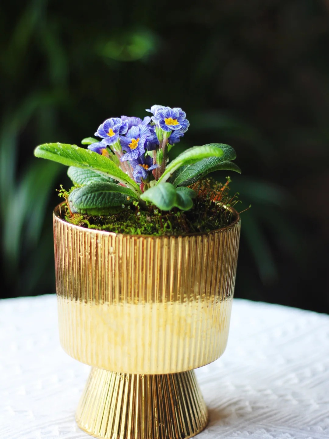 "Cực phẩm" chưng Tết lạ mắt với vẻ đẹp ma mị, nh&igrave;n qua tưởng hoa giả m&agrave; lại thơm ng&aacute;t hương xu&acirc;n- Ảnh 16.