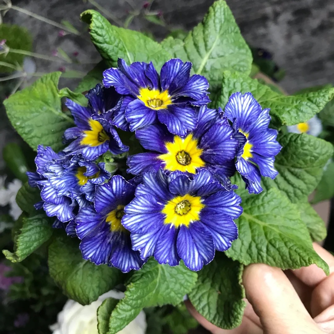 "Cực phẩm" chưng Tết lạ mắt với vẻ đẹp ma mị, nh&igrave;n qua tưởng hoa giả m&agrave; lại thơm ng&aacute;t hương xu&acirc;n- Ảnh 10.