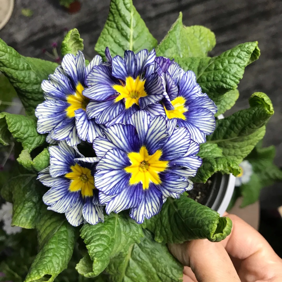 "Cực phẩm" chưng Tết lạ mắt với vẻ đẹp ma mị, nh&igrave;n qua tưởng hoa giả m&agrave; lại thơm ng&aacute;t hương xu&acirc;n- Ảnh 12.