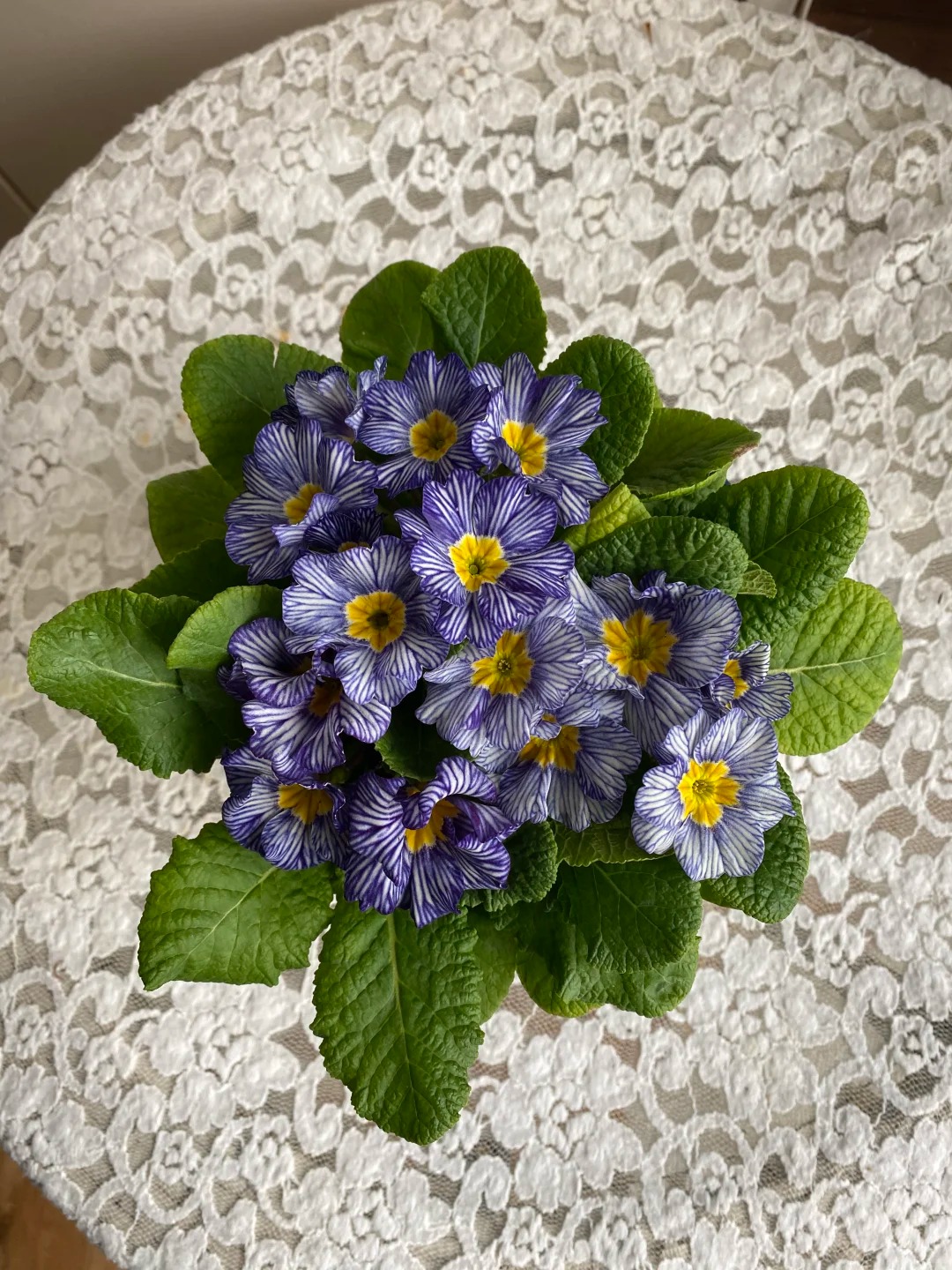 "Cực phẩm" chưng Tết lạ mắt với vẻ đẹp ma mị, nh&igrave;n qua tưởng hoa giả m&agrave; lại thơm ng&aacute;t hương xu&acirc;n- Ảnh 26.