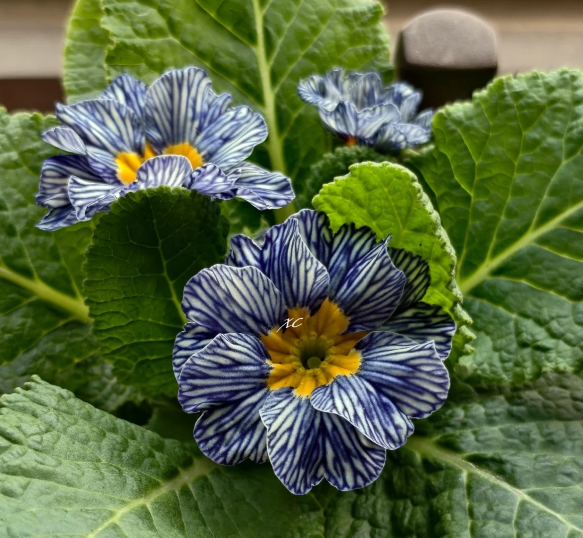 "Cực phẩm" chưng Tết lạ mắt với vẻ đẹp ma mị, nh&igrave;n qua tưởng hoa giả m&agrave; lại thơm ng&aacute;t hương xu&acirc;n- Ảnh 14.