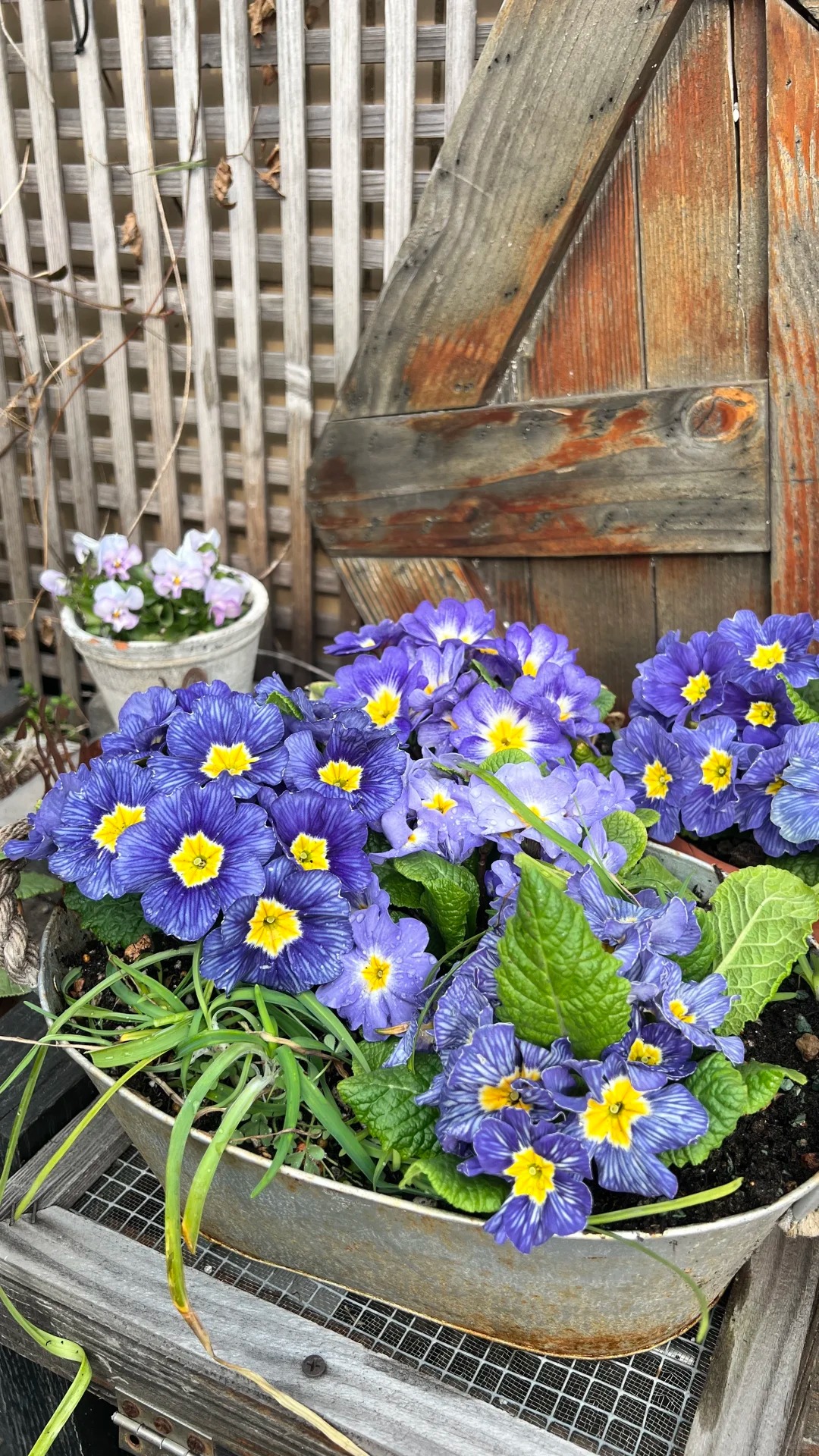 "Cực phẩm" chưng Tết lạ mắt với vẻ đẹp ma mị, nh&igrave;n qua tưởng hoa giả m&agrave; lại thơm ng&aacute;t hương xu&acirc;n- Ảnh 23.