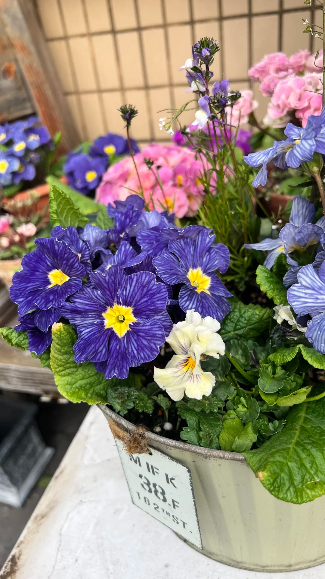 "Cực phẩm" chưng Tết lạ mắt với vẻ đẹp ma mị, nh&igrave;n qua tưởng hoa giả m&agrave; lại thơm ng&aacute;t hương xu&acirc;n- Ảnh 24.