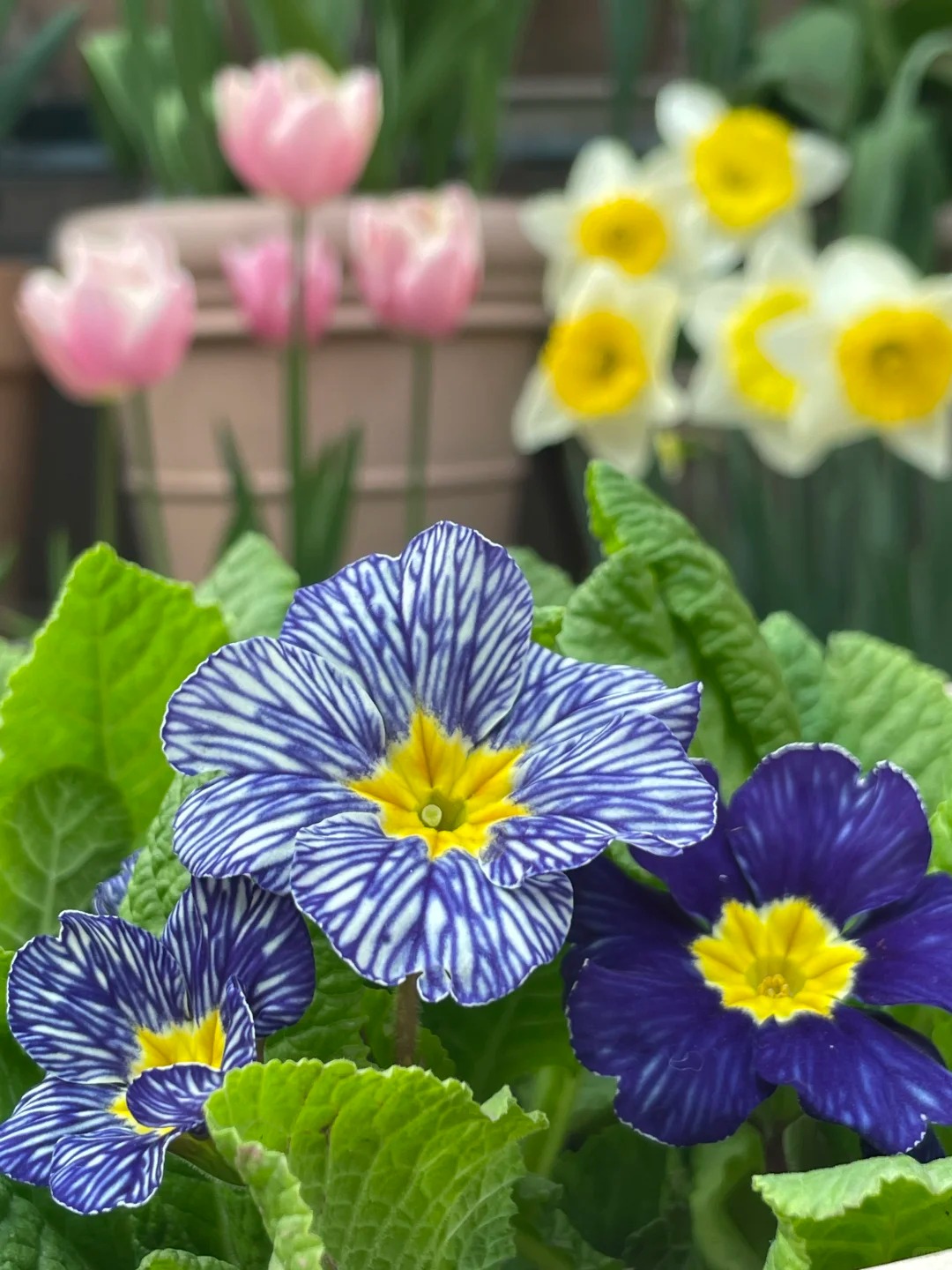 "Cực phẩm" chưng Tết lạ mắt với vẻ đẹp ma mị, nh&igrave;n qua tưởng hoa giả m&agrave; lại thơm ng&aacute;t hương xu&acirc;n- Ảnh 21.