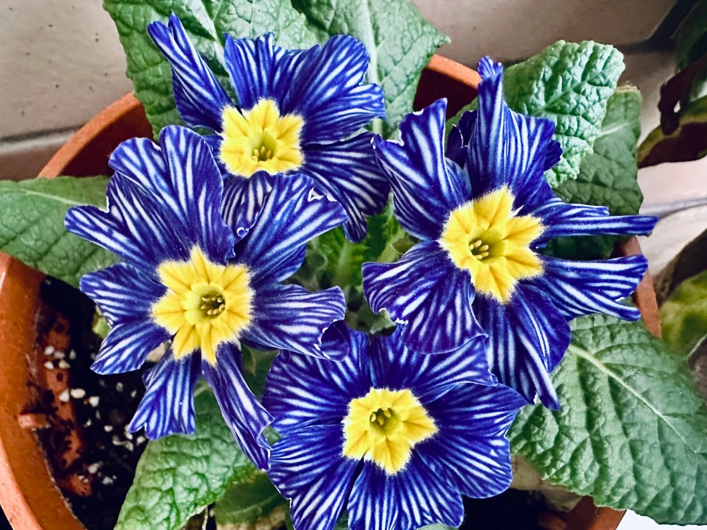 "Cực phẩm" chưng Tết lạ mắt với vẻ đẹp ma mị, nh&igrave;n qua tưởng hoa giả m&agrave; lại thơm ng&aacute;t hương xu&acirc;n- Ảnh 13.