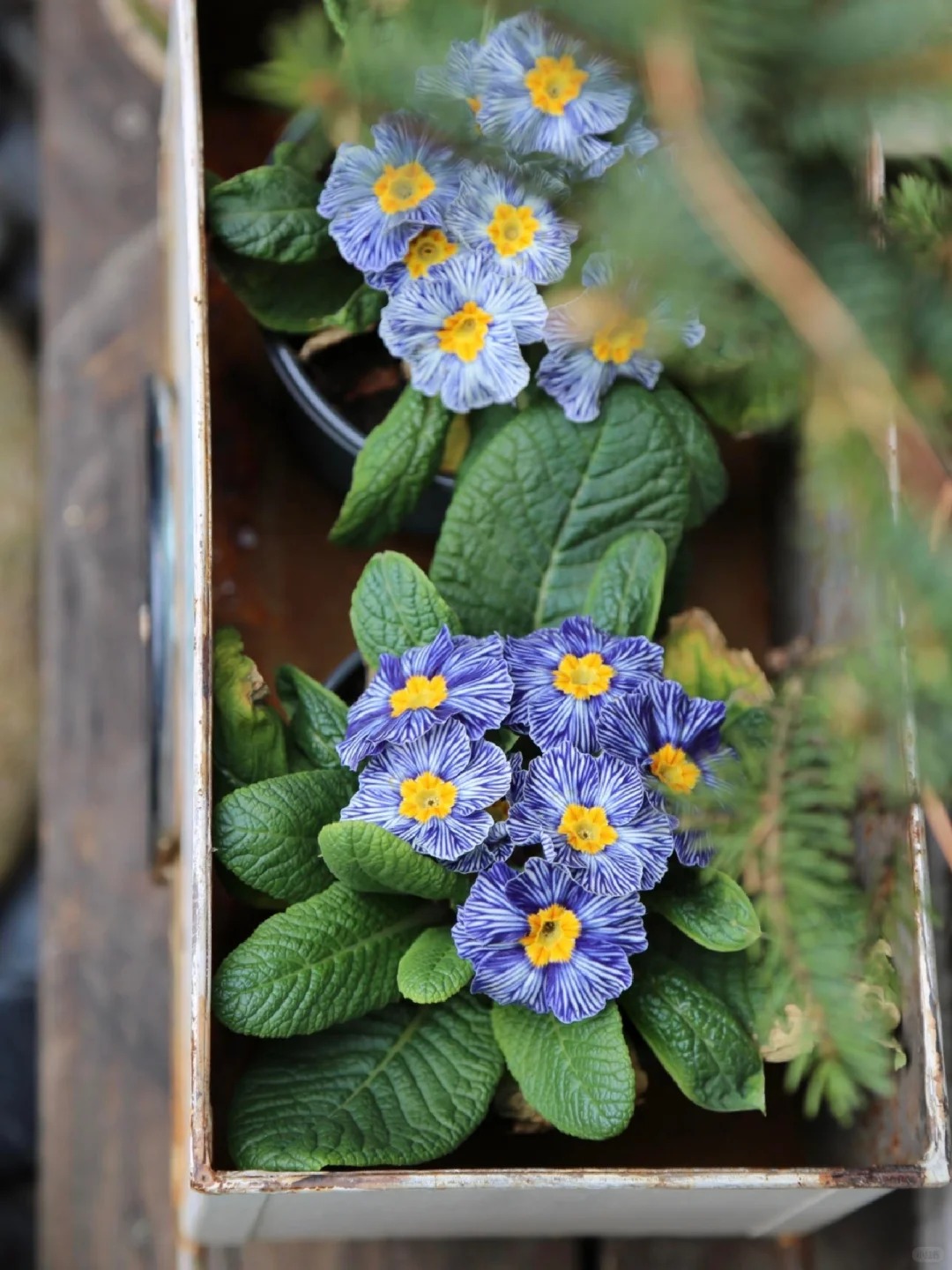 "Cực phẩm" chưng Tết lạ mắt với vẻ đẹp ma mị, nh&igrave;n qua tưởng hoa giả m&agrave; lại thơm ng&aacute;t hương xu&acirc;n- Ảnh 8.