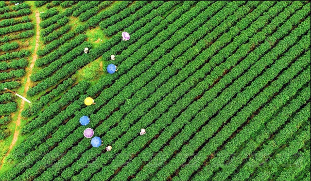 Địa phương miền n&uacute;i của Việt Nam c&oacute; ch&egrave; ngon nức tiếng, gi&aacute; tr&ecirc;n 100 triệu đồng/kg- Ảnh 2.