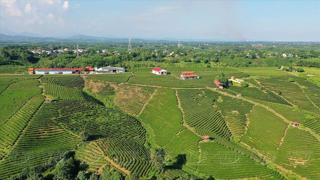 Địa phương miền n&uacute;i của Việt Nam c&oacute; ch&egrave; ngon nức tiếng, gi&aacute; tr&ecirc;n 100 triệu đồng/kg- Ảnh 1.