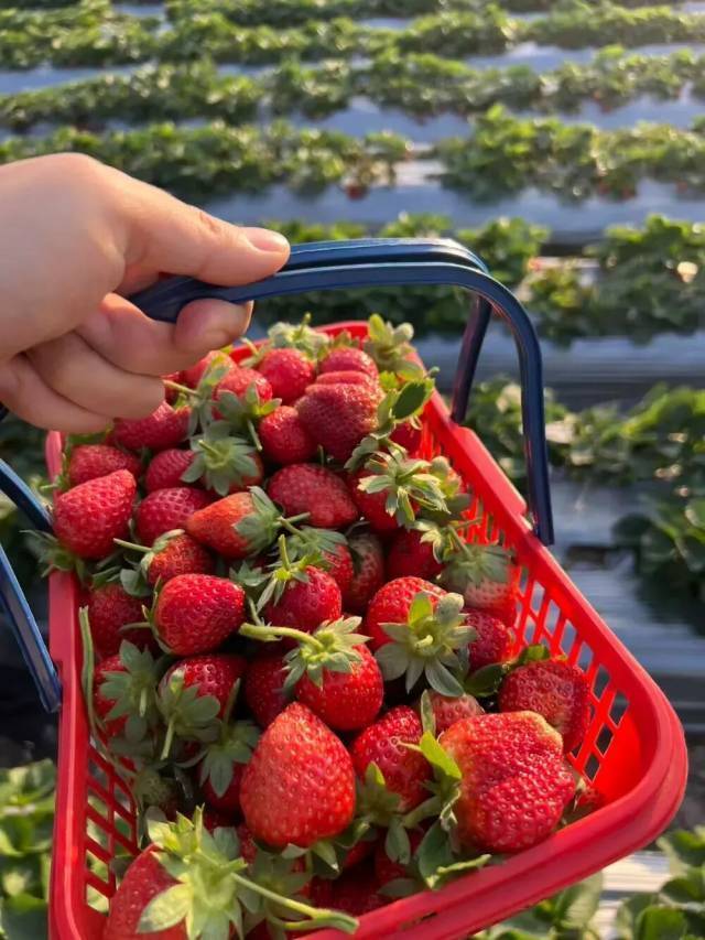 Tại sao dâu tây bán ở siêu thị có thể giữ tươi lâu, trong khi dâu tây bạn tự hái lại bị mốc chỉ sau 2 ngày?- Ảnh 4. Tại sao dâu tây bán ở siêu thị có thể giữ tươi lâu, trong khi dâu tây bạn tự hái lại bị mốc chỉ sau 2 ngày?- Ảnh 4.