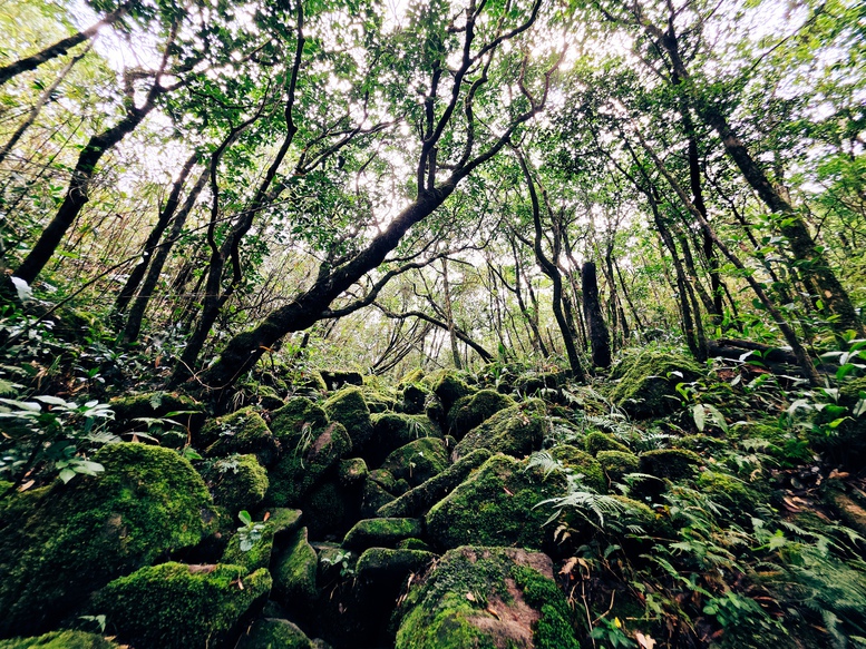 Ngắm biển m&acirc;y cuồn cuộn, n&uacute;i rừng nguy&ecirc;n sơ từ 'n&oacute;c nh&agrave;' Quảng Trị- Ảnh 5.