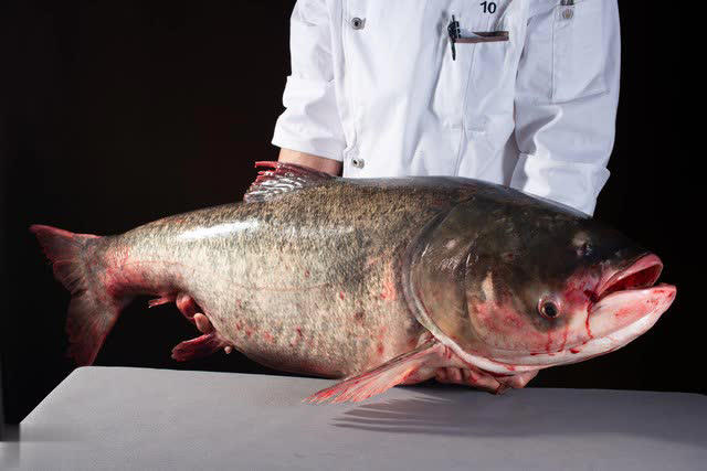 Mùa đông có 4 loại cá “dễ ngậm kim loại nặng” nên ăn ít, tiểu thương cảnh báo rẻ mấy cũng đừng mua- Ảnh 4. Mùa đông có 4 loại cá “dễ ngậm kim loại nặng” nên ăn ít, tiểu thương cảnh báo rẻ mấy cũng đừng mua- Ảnh 4.