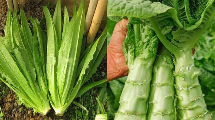 Đừng quên thưởng thức loại "rau vàng" này vào tháng Mười: 2 cách nấu nhanh chóng mà đưa cơm- Ảnh 1.