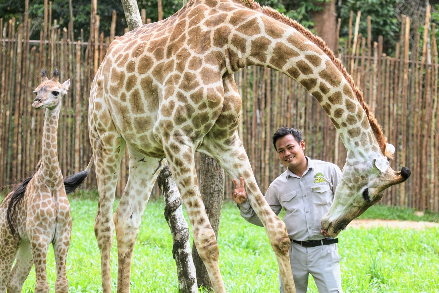 Những ca kh&oacute; ở &ldquo;kỳ quan hoang d&atilde;&rdquo; hơn 500 ha Vinpearl Safari Ph&uacute; Quốc - Ảnh 7.