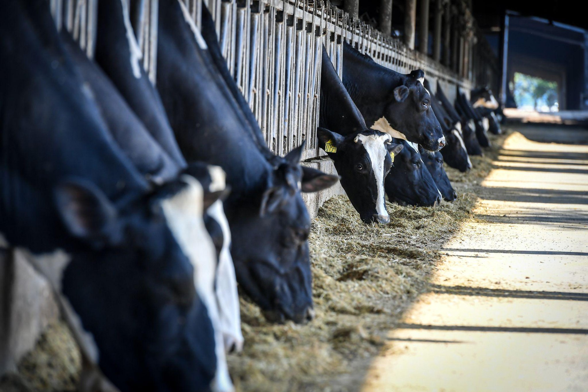 Từ cánh đồng hướng dương 150 ha đến kỷ lục thế giới năm 2026 của TH true MILK - Ảnh 4.
