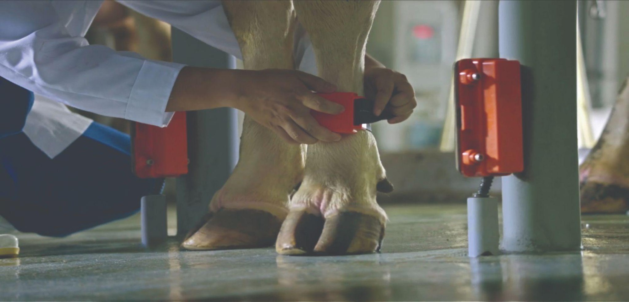 Từ cánh đồng hướng dương 150 ha đến kỷ lục thế giới năm 2026 của TH true MILK - Ảnh 5.