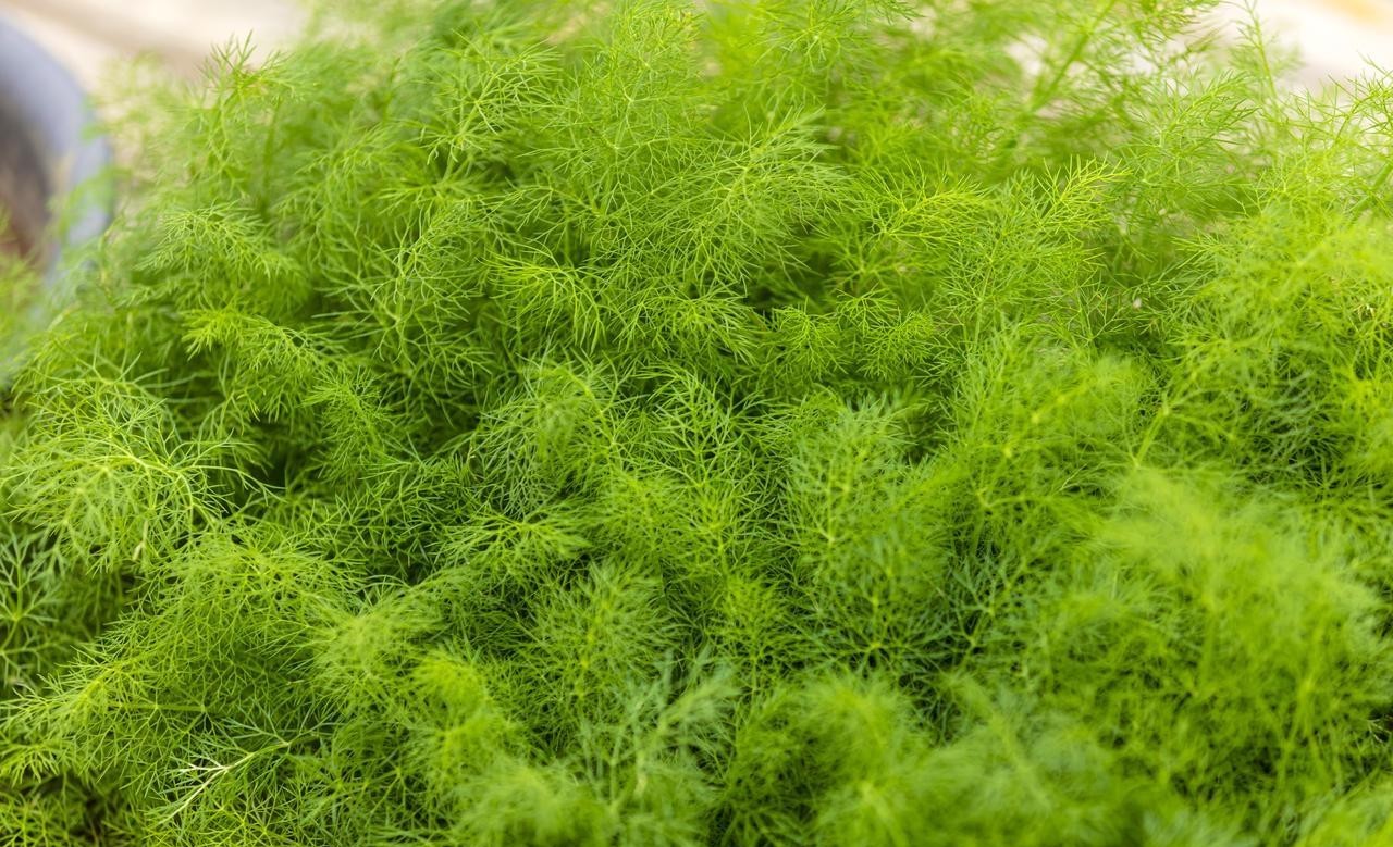 Ng&agrave;y mai l&agrave; 9 th&aacute;ng 9 &acirc;m lịch, nhất định phải ăn 3 m&oacute;n ngon, dễ nấu n&agrave;y- Ảnh 1.
