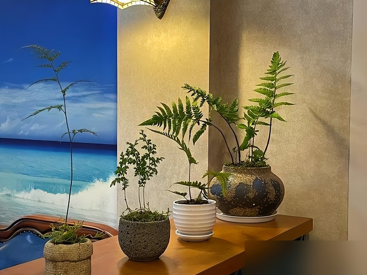 5 loại cây nhìn đẹp nhưng không nên tùy tiện đặt trong nhà: Sai vị trí, cây khó sống mà người cũng thêm phiền - Ảnh 5.