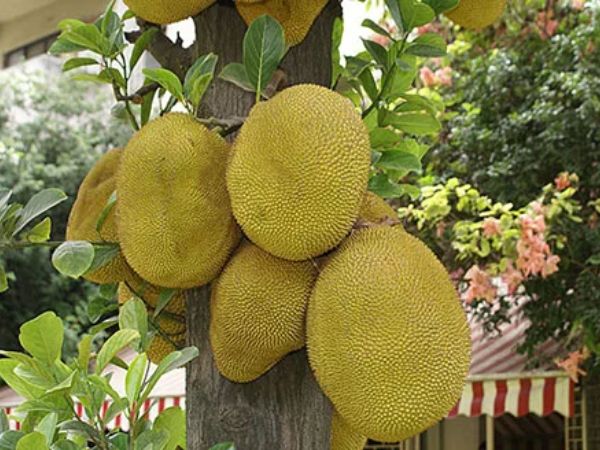 Nhiều gia đ&igrave;nh trồng m&iacute;t trong s&acirc;n vườn, h&oacute;a ra kh&ocirc;ng chỉ để lấy quả - Ảnh 1.