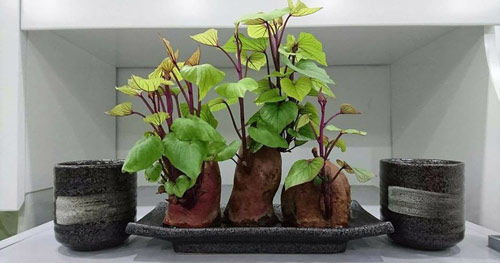Nhiều gia đ&igrave;nh trồng rau khoai lang trong nh&agrave;, h&oacute;a ra kh&ocirc;ng chỉ để lấy ngọn ăn- Ảnh 1.
