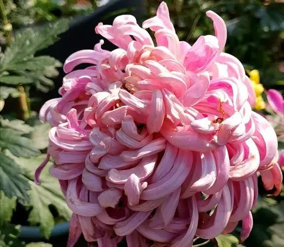 Nếu cổ tích có một khu vườn, 5 loài hoa này nhất định được trồng đầu tiên: Loài gom màu trời xanh vào cánh hoa, loài treo chuông tím giữa lưng chừng gió - Ảnh 4.