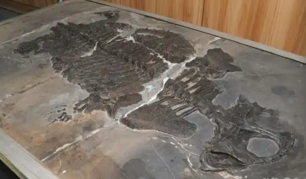 Ph&aacute;t hiện một lo&agrave;i vật mới b&iacute; ẩn c&oacute; ni&ecirc;n đại 237 triệu năm, quy luật sinh th&aacute;i phải viết lại ho&agrave;n to&agrave;n - Ảnh 1.