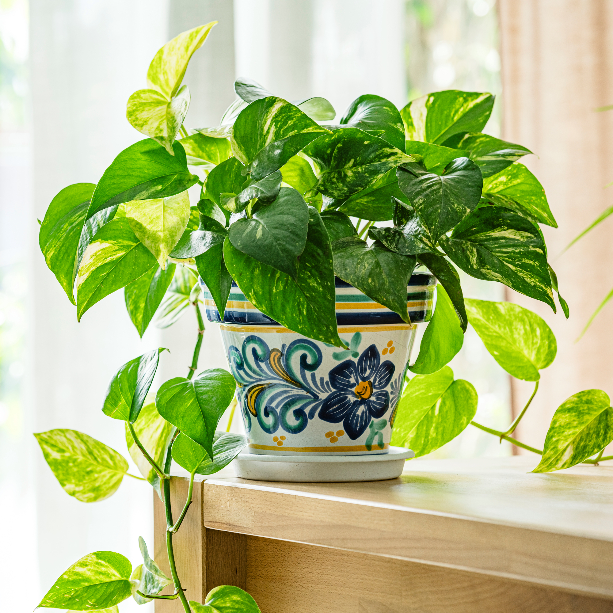 Trồng cây trầu bà trong nhà, chớ nên đặt ở vị trí này kẻo