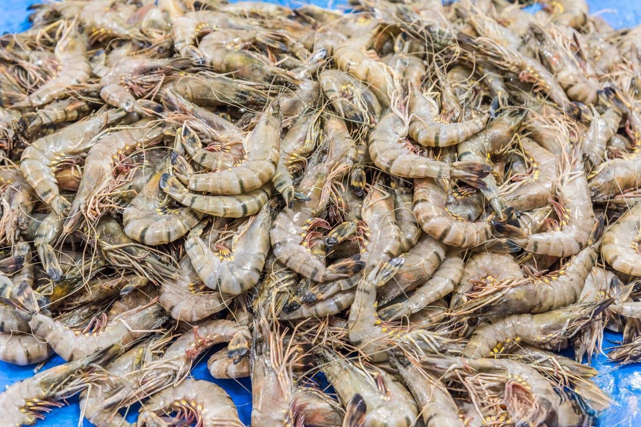 Khi mua tôm, hãy tránh mua 5 loại này! Một ngư dân già nói: Tôi không bao giờ cho người thân ăn chúng. - Ảnh 6.