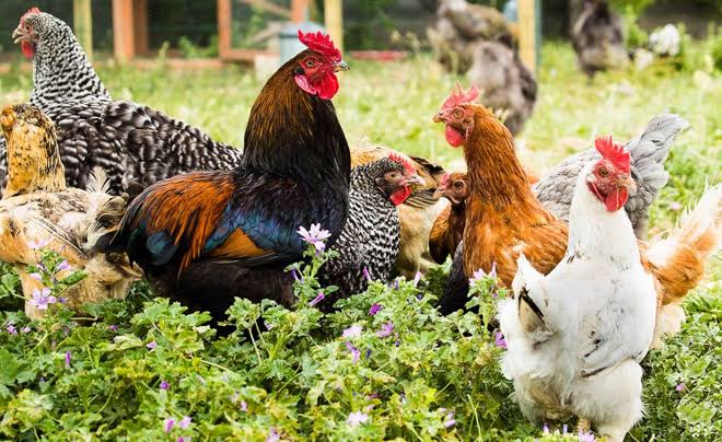 4 tài hội tụ tháng 9 âm: 4 con giáp dễ tăng thu nhập, tích sản và mở rộng làm ăn - Ảnh 3.