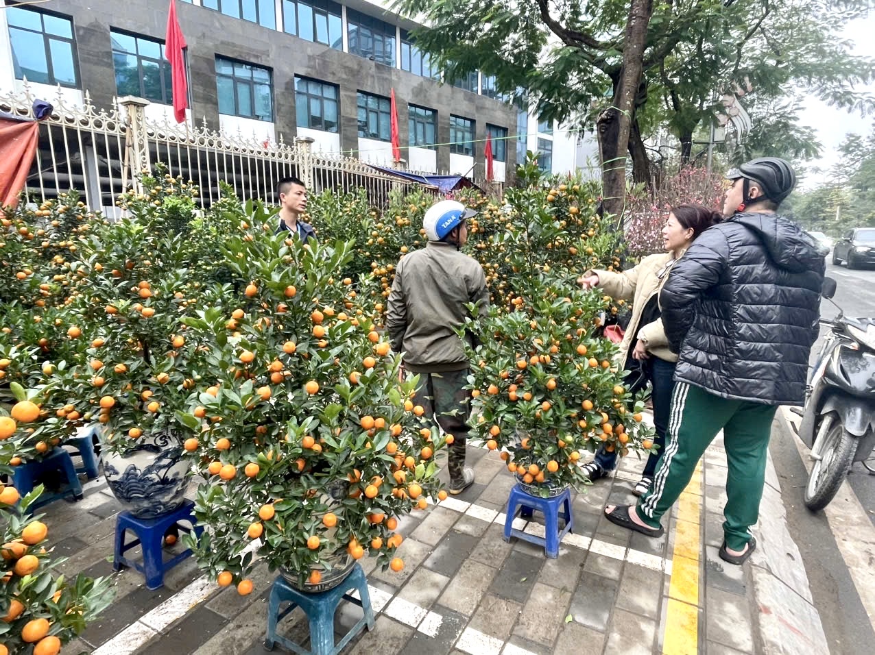 Rực rỡ sắc hoa xu&acirc;n đ&oacute;n Tết - Ảnh 2.