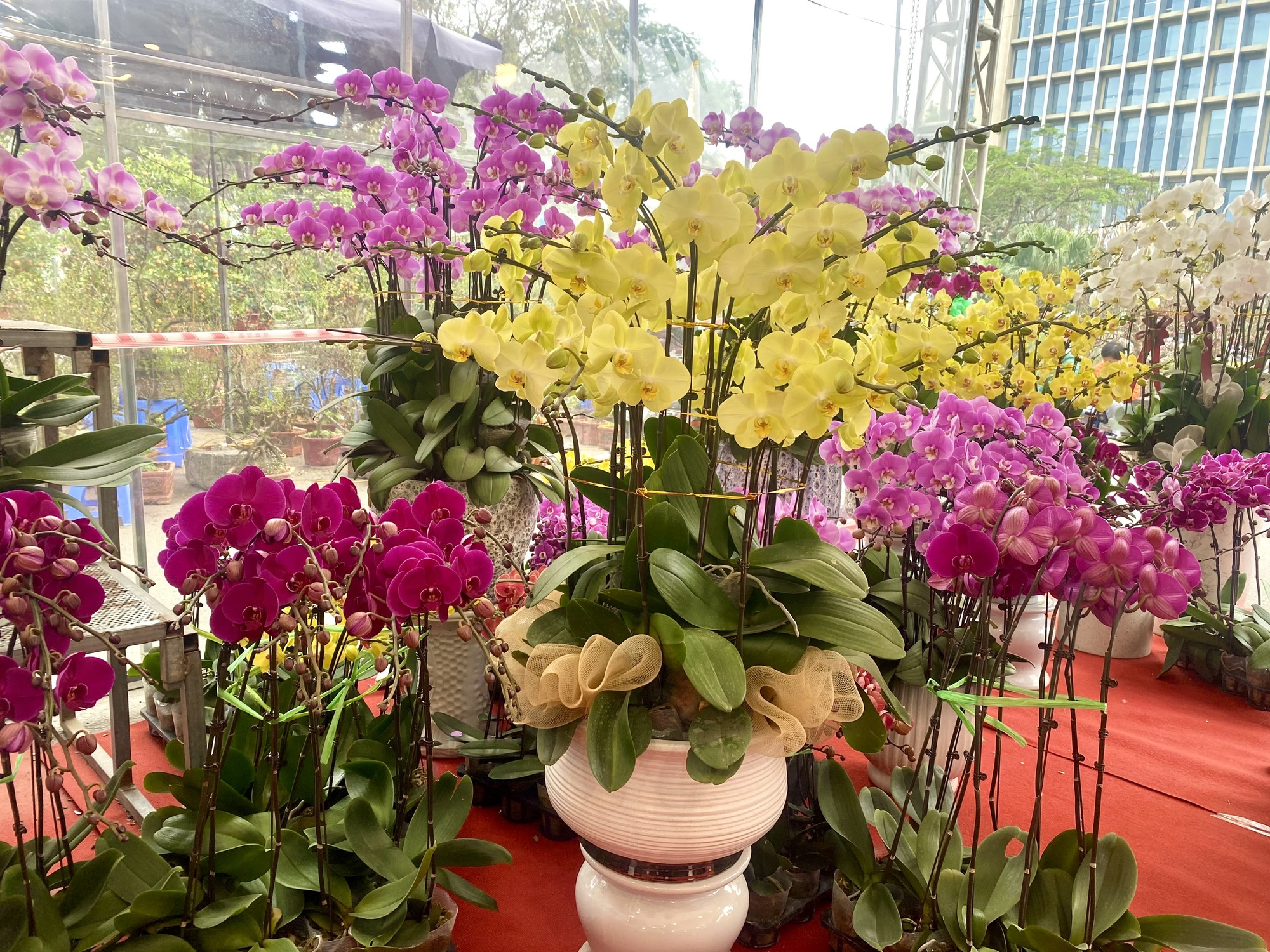 Rực rỡ sắc hoa xu&acirc;n đ&oacute;n Tết - Ảnh 10.