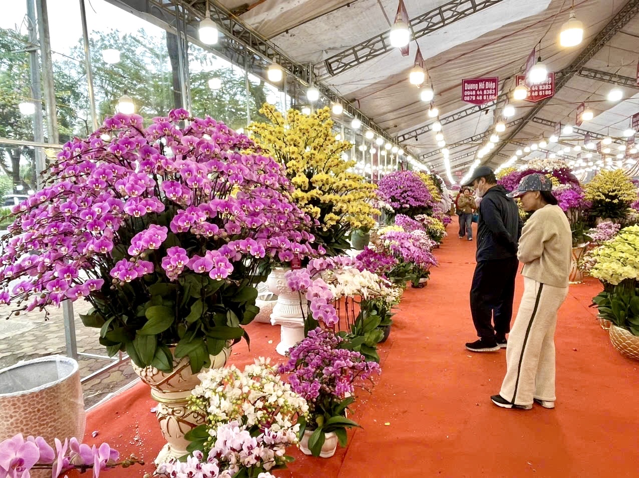 Rực rỡ sắc hoa xu&acirc;n đ&oacute;n Tết - Ảnh 6.