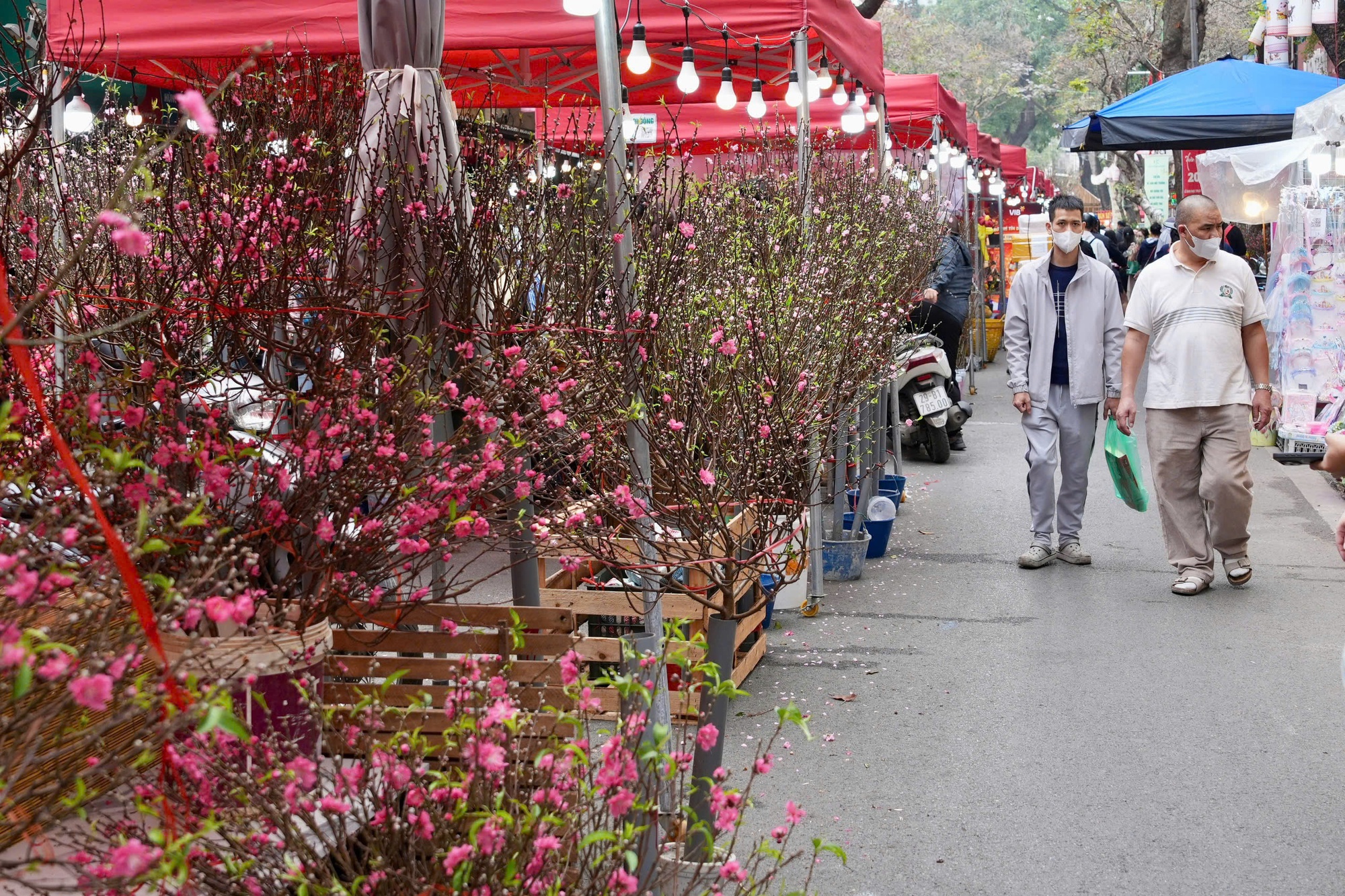 Rực rỡ sắc hoa xu&acirc;n đ&oacute;n Tết - Ảnh 4.