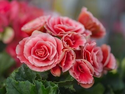 5 loại c&acirc;y đặt trong nh&agrave; ng&agrave;y Tết sạch kh&ocirc;ng kh&iacute;, đ&oacute;n t&agrave;i lộc tăng tuổi thọ - Ảnh 2.