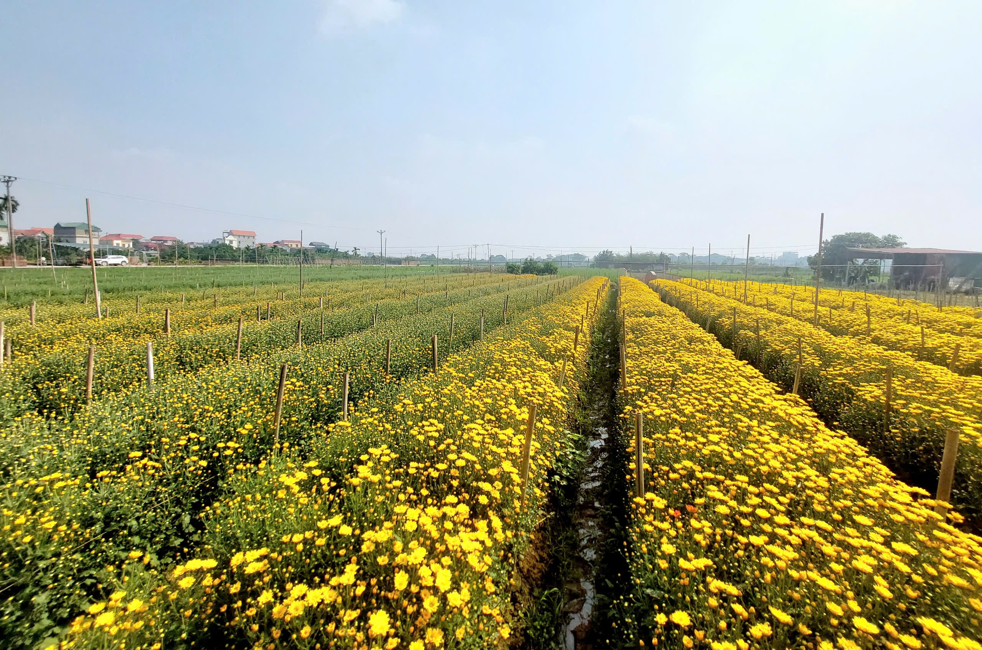 Sắc xu&acirc;n lan tỏa từ vườn hoa đến phố thị- Ảnh 8.