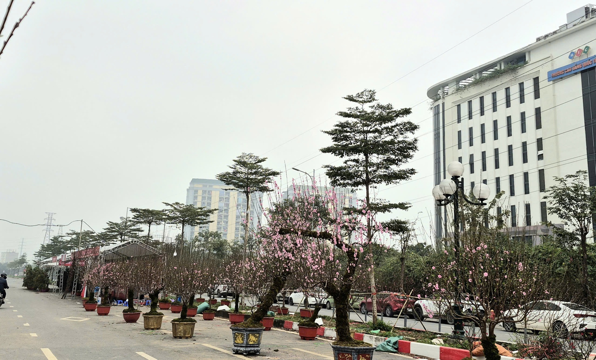 Sắc xu&acirc;n lan tỏa từ vườn hoa đến phố thị- Ảnh 1.