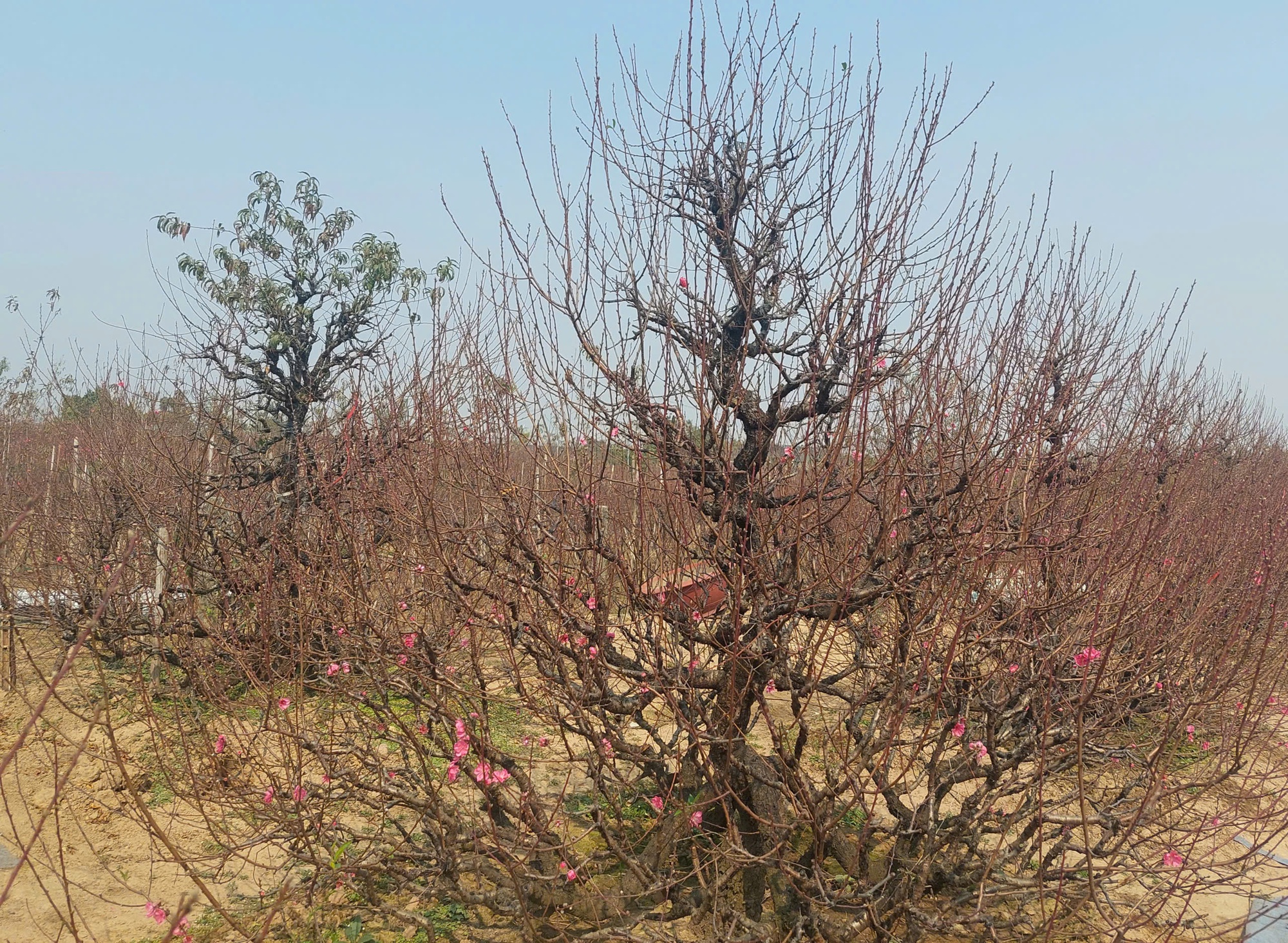 Sắc xu&acirc;n lan tỏa từ vườn hoa đến phố thị- Ảnh 3.