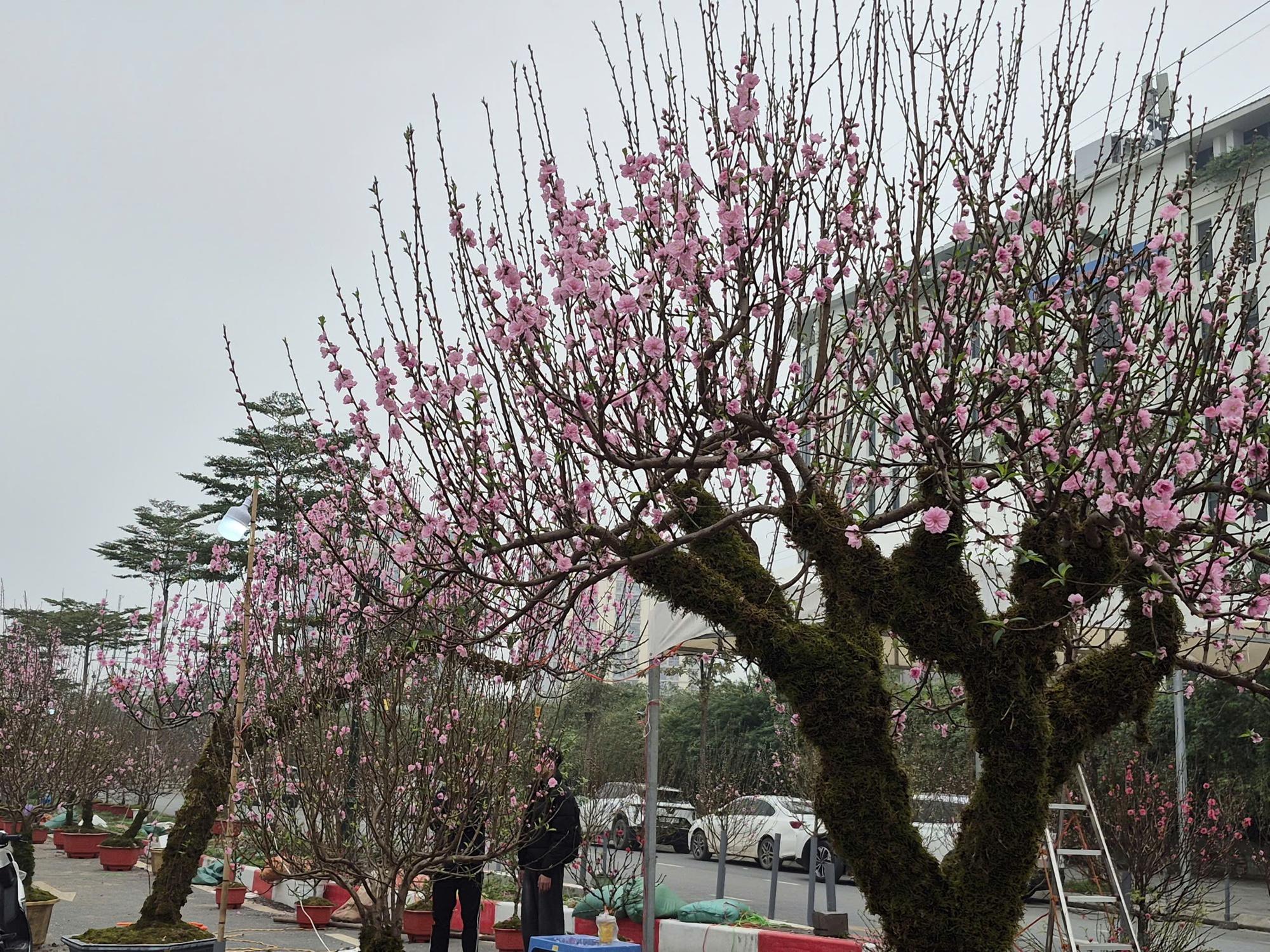 Sắc xu&acirc;n lan tỏa từ vườn hoa đến phố thị- Ảnh 4.