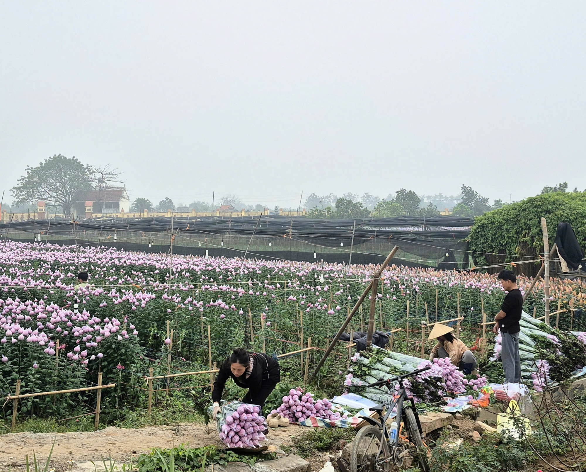 Sắc xu&acirc;n lan tỏa từ vườn hoa đến phố thị- Ảnh 7.