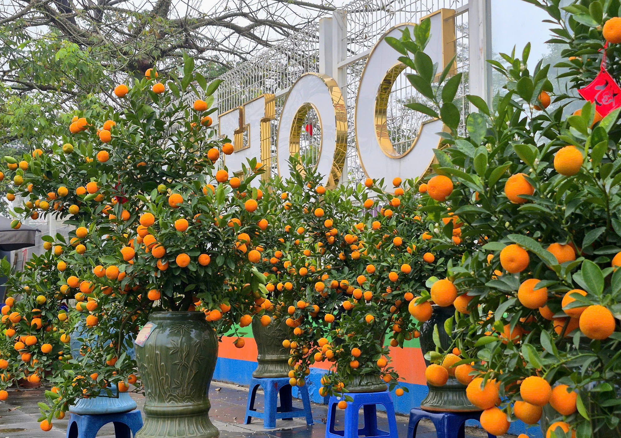 Sắc xu&acirc;n lan tỏa từ vườn hoa đến phố thị- Ảnh 5.